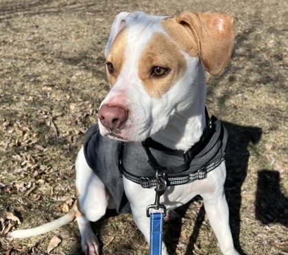 Ronald Weasley, an adoptable American Staffordshire Terrier, Mixed Breed in Neenah, WI, 54956 | Photo Image 3