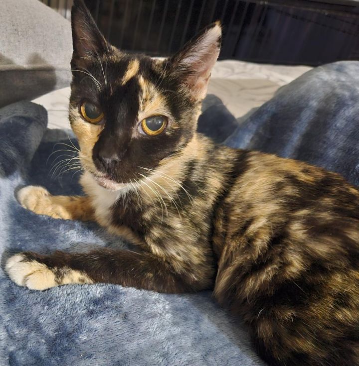 Arabela Nala 1