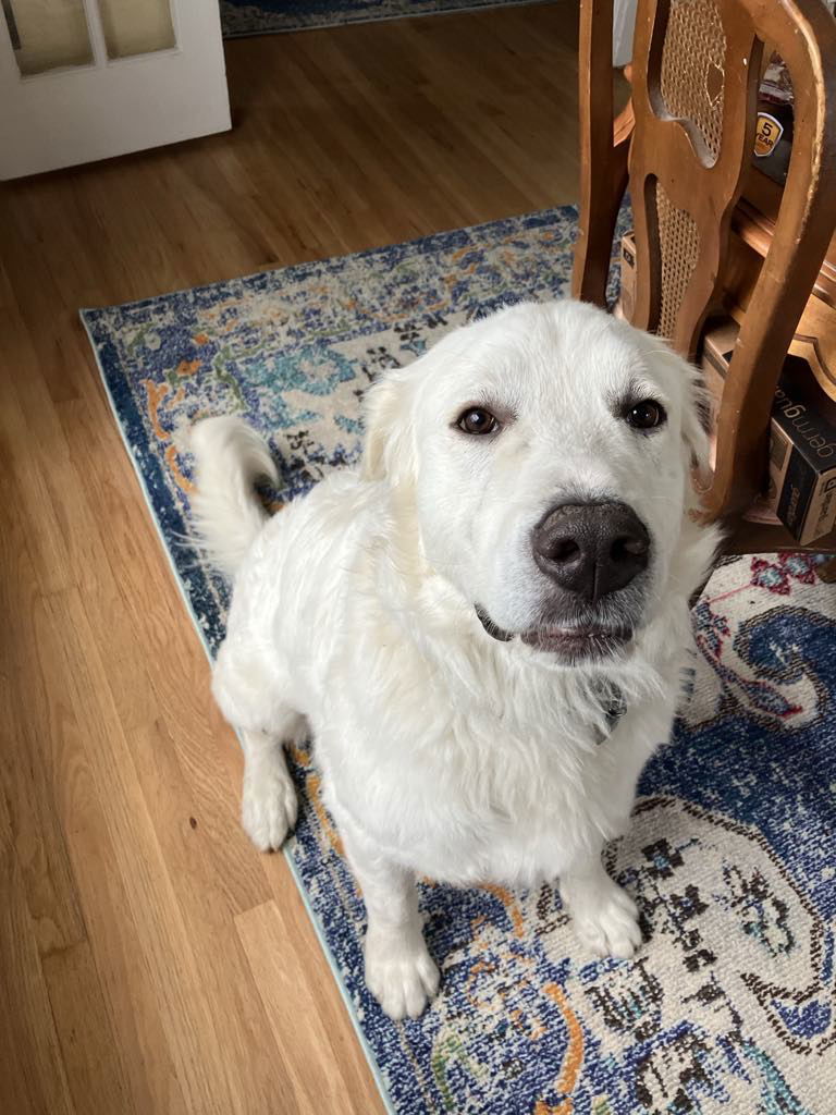 Amos/Iroh, an adoptable Great Pyrenees in Bountiful, UT, 84010 | Photo Image 1