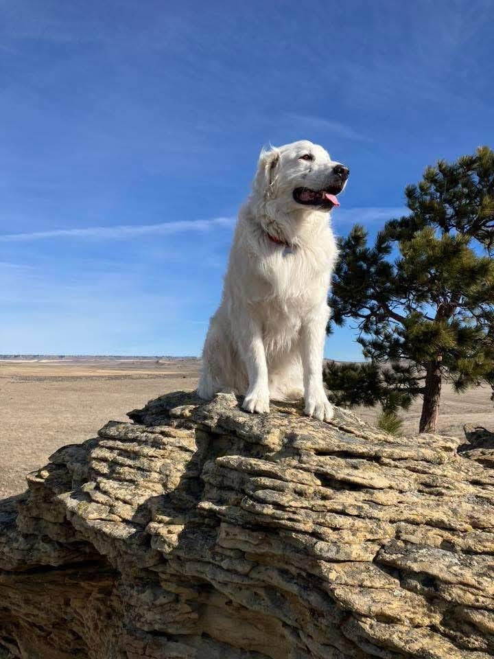 Amos/Iroh, an adoptable Great Pyrenees in Bountiful, UT, 84010 | Photo Image 1