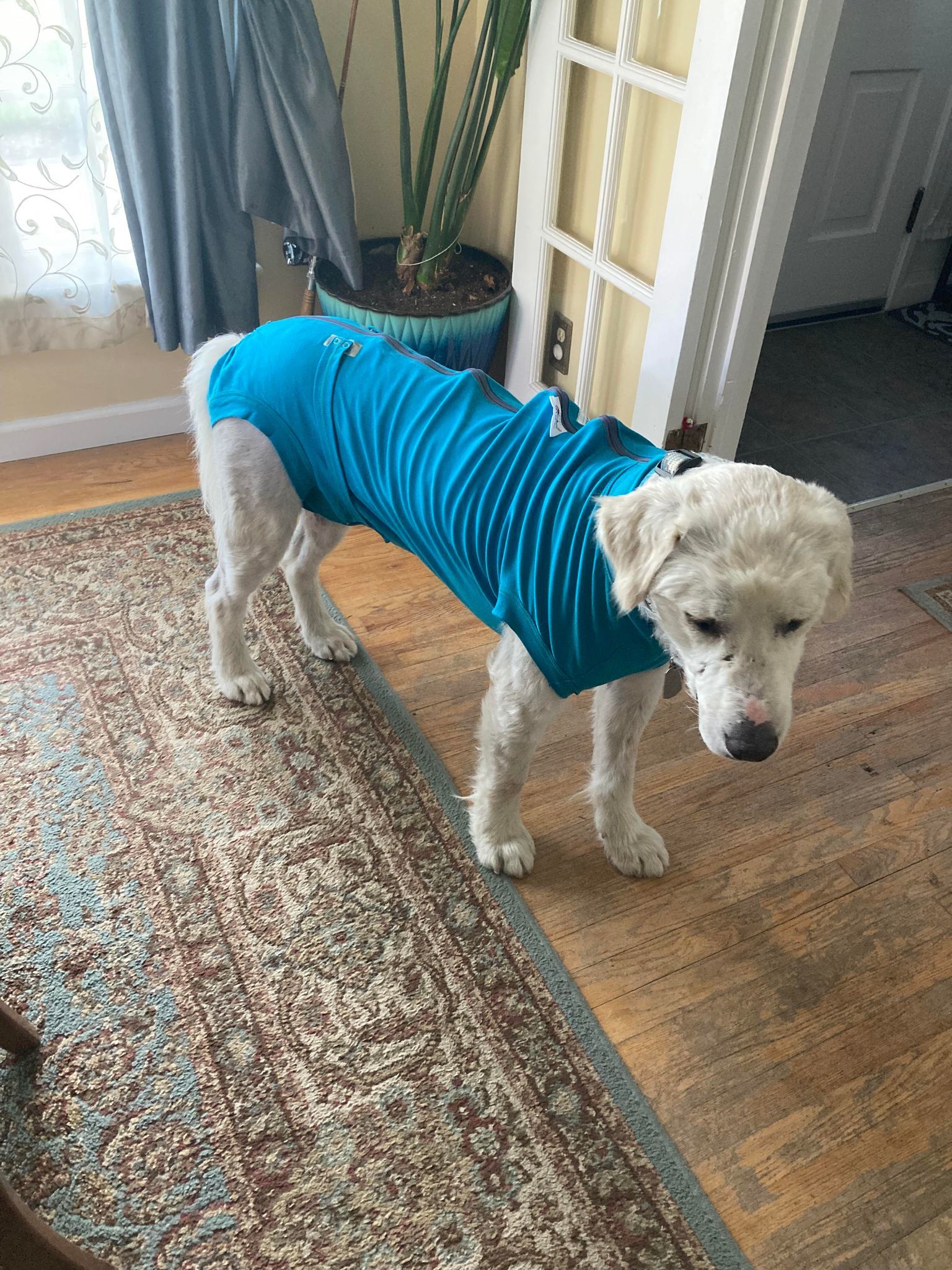 Amos/Iroh, an adoptable Great Pyrenees in Bountiful, UT, 84010 | Photo Image 3