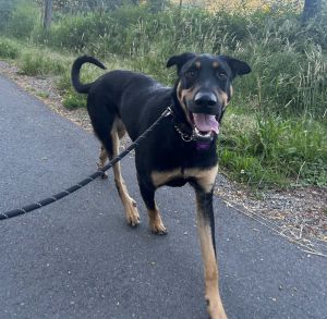 Henry Beauceron Dog