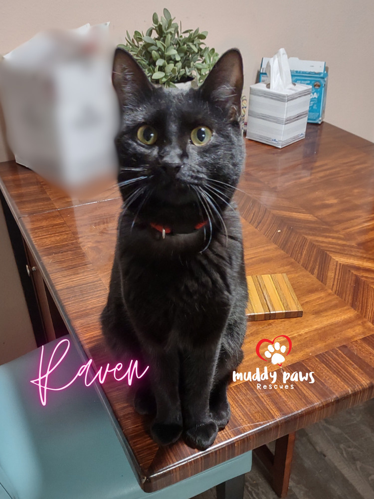 Raven, an adoptable Domestic Short Hair in Council Bluffs, IA, 51503 | Photo Image 1