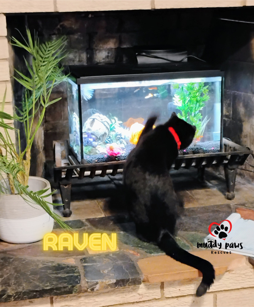 Raven, an adoptable Domestic Short Hair in Council Bluffs, IA, 51503 | Photo Image 2
