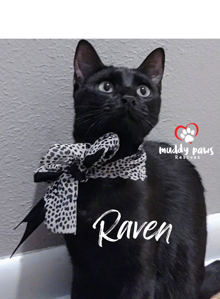 Raven, an adoptable Domestic Short Hair in Council Bluffs, IA, 51503 | Photo Image 3