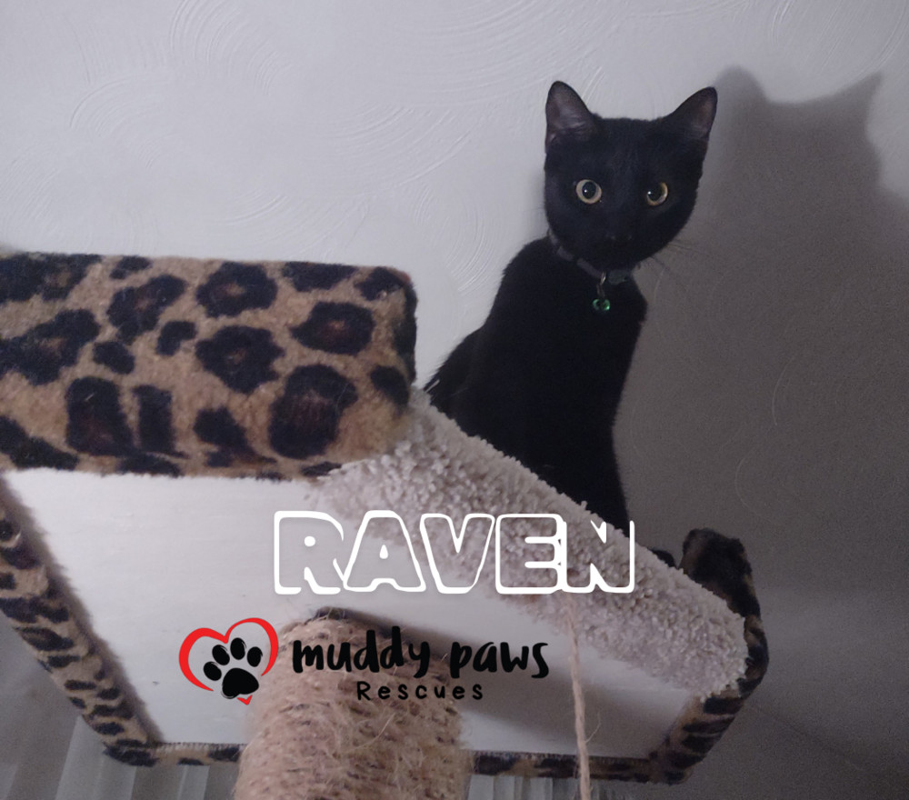 Raven, an adoptable Domestic Short Hair in Council Bluffs, IA, 51503 | Photo Image 4