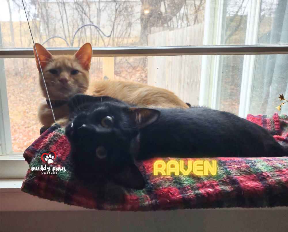 Raven, an adoptable Domestic Short Hair in Council Bluffs, IA, 51503 | Photo Image 5