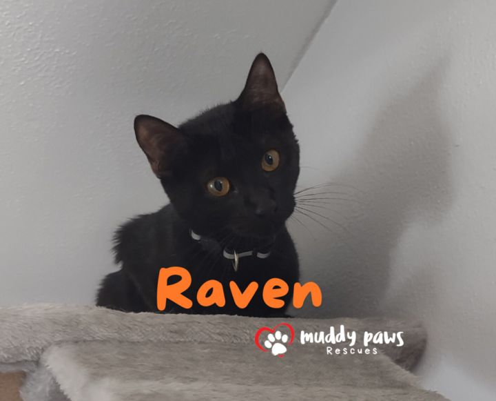 Raven 6