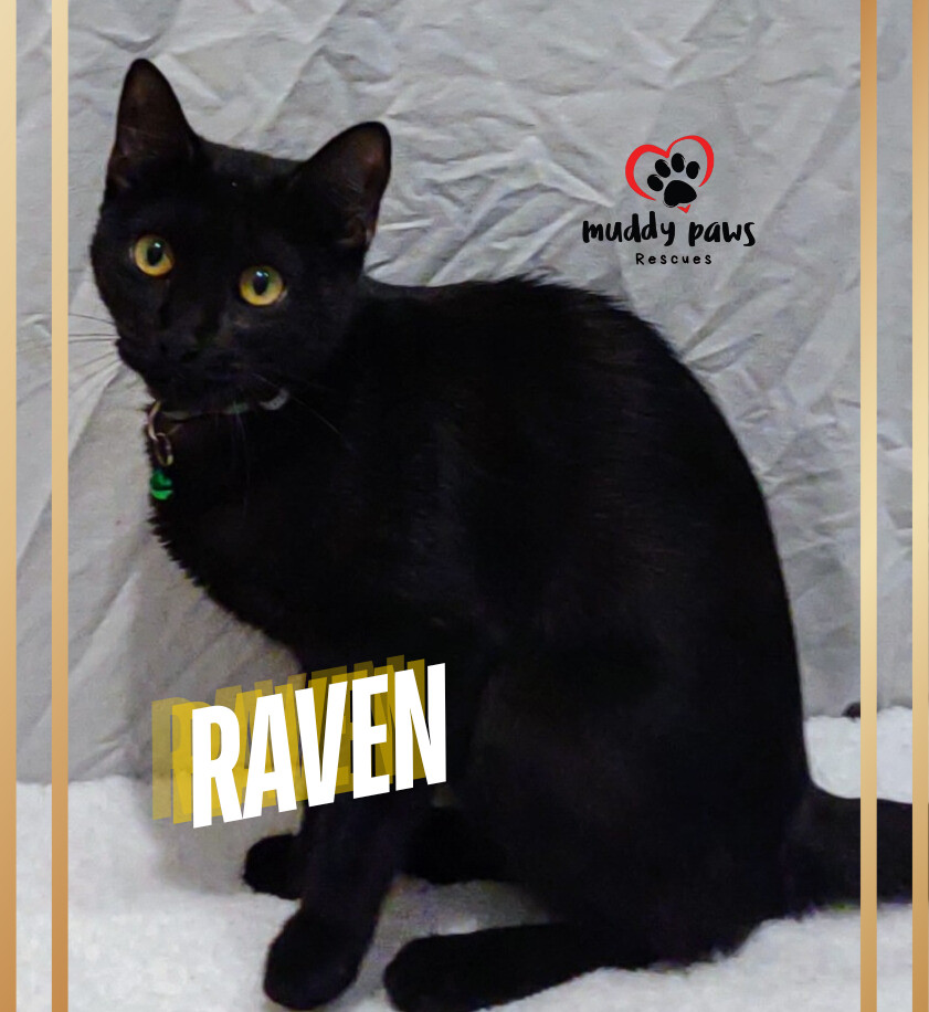 Raven, an adoptable Domestic Short Hair in Council Bluffs, IA, 51503 | Photo Image 6