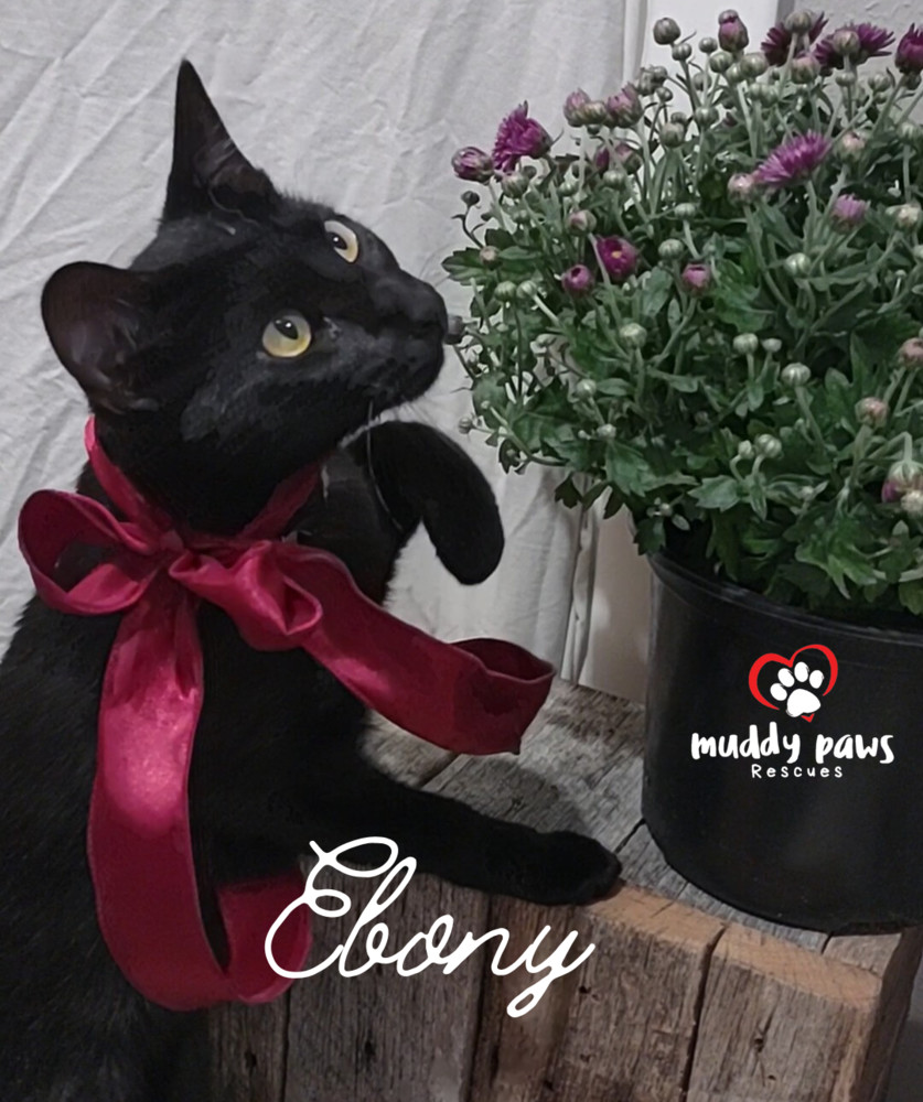 Ebony, an adoptable Domestic Short Hair in Council Bluffs, IA, 51503 | Photo Image 1