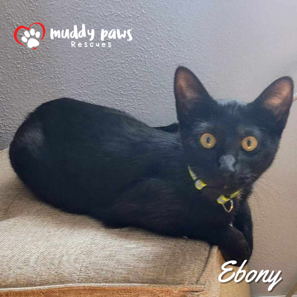 Ebony