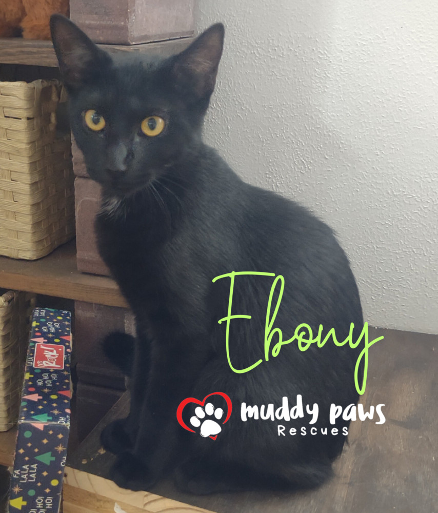 Ebony, an adoptable Domestic Short Hair in Council Bluffs, IA, 51503 | Photo Image 2