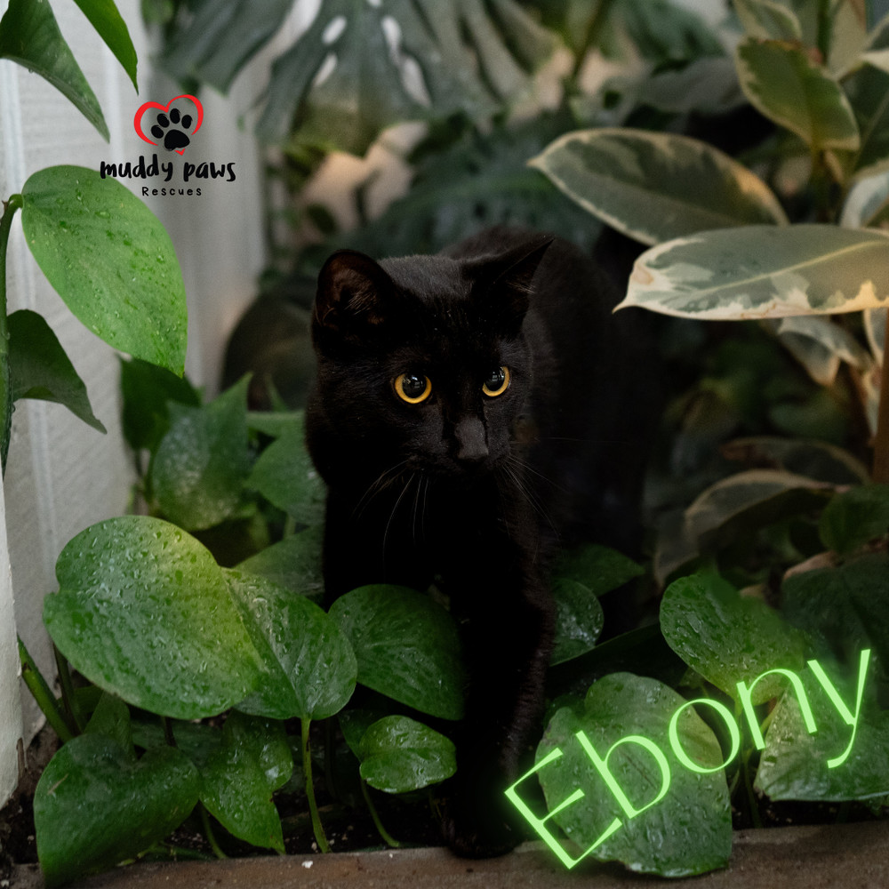 Ebony, an adoptable Domestic Short Hair in Council Bluffs, IA, 51503 | Photo Image 3