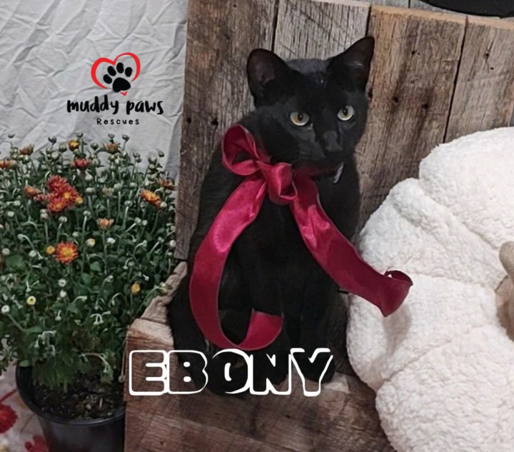 Ebony 4