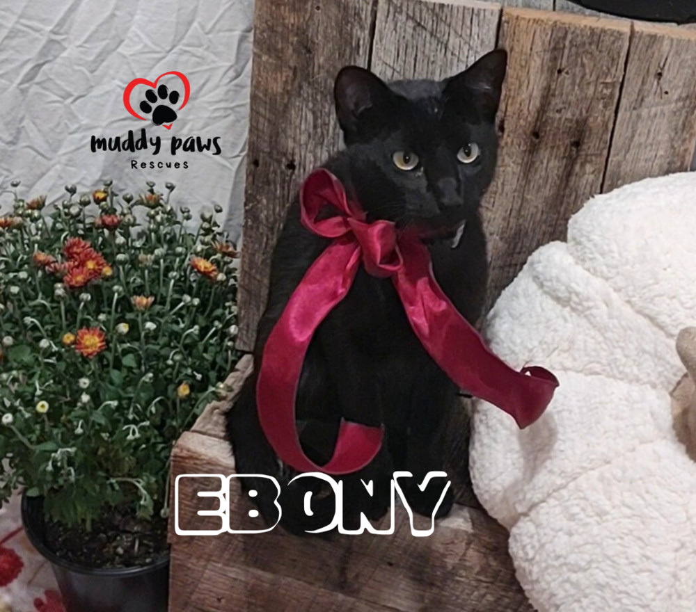 Ebony