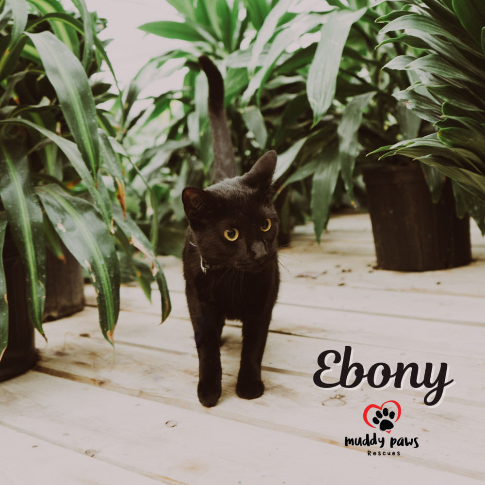 Ebony, an adoptable Domestic Short Hair in Council Bluffs, IA, 51503 | Photo Image 4