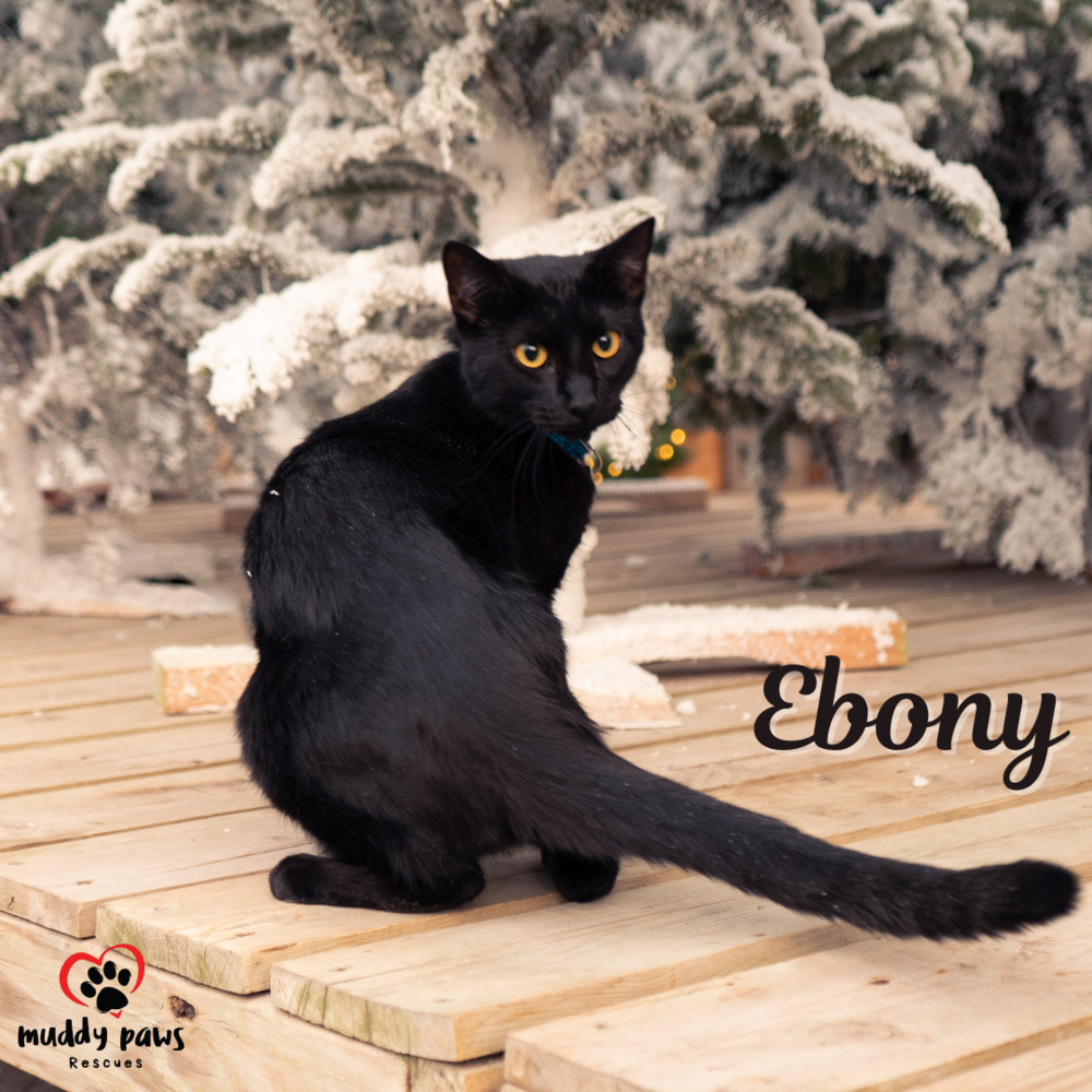 Ebony, an adoptable Domestic Short Hair in Council Bluffs, IA, 51503 | Photo Image 5