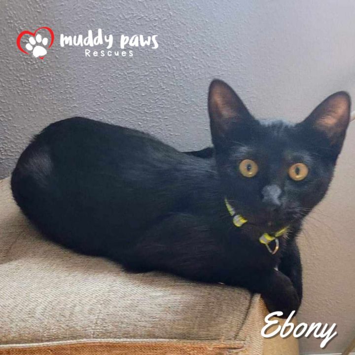 Ebony 6