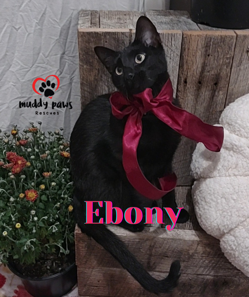 Ebony, an adoptable Domestic Short Hair in Council Bluffs, IA, 51503 | Photo Image 6