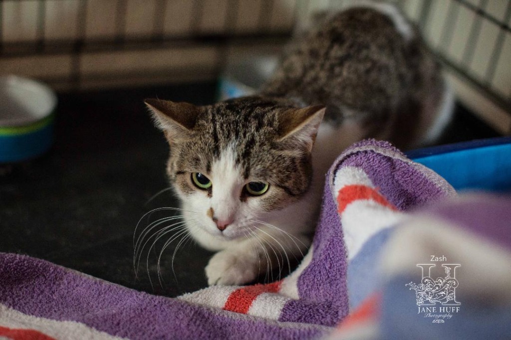 Vash, an adoptable Domestic Short Hair in Crandon, WI, 54520 | Photo Image 1