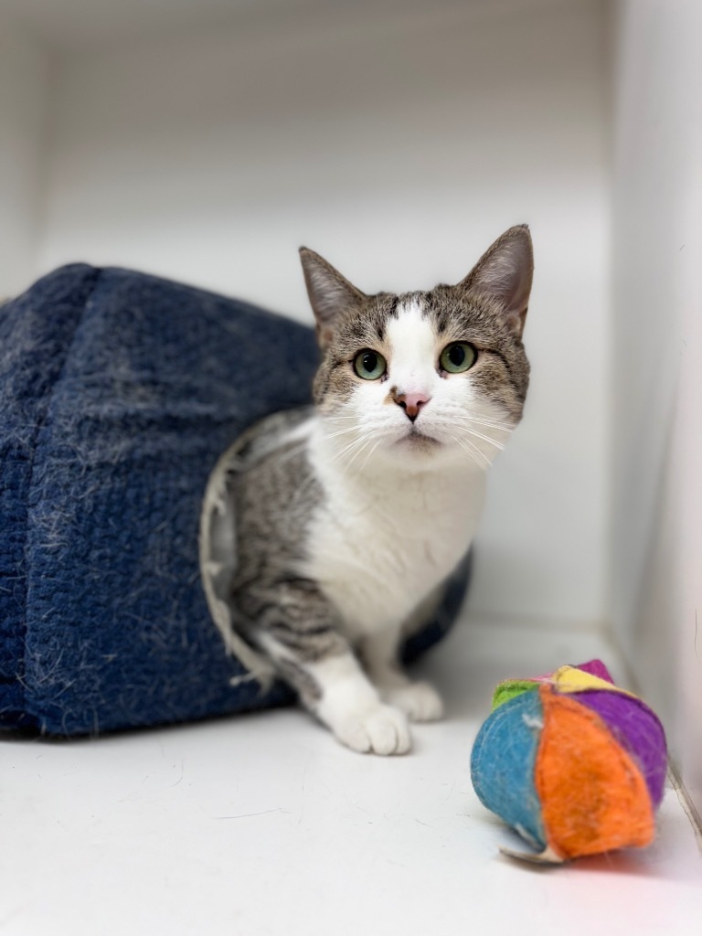 Vash, an adoptable Domestic Short Hair in Crandon, WI, 54520 | Photo Image 1