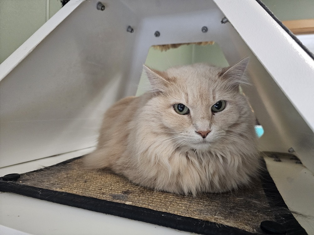 Dandi, an adoptable Domestic Long Hair in Houghton, MI, 49931 | Photo Image 2