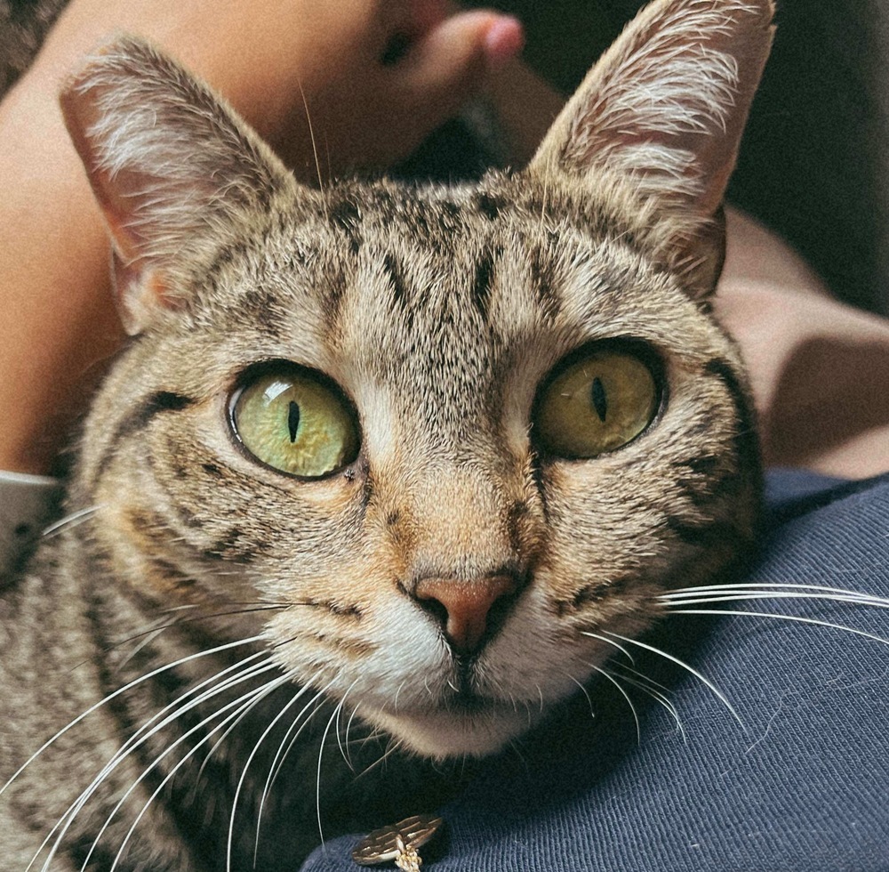 Nala