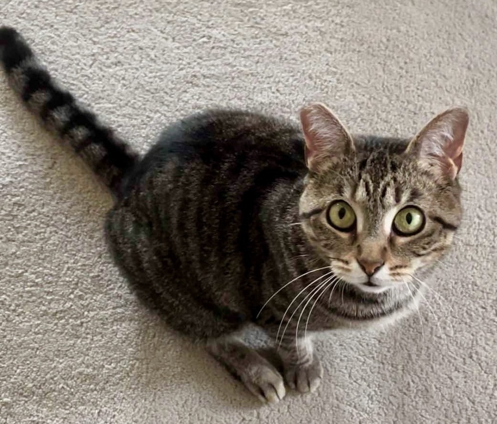 Nala