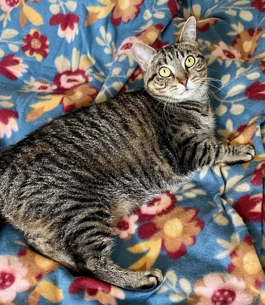 Nala