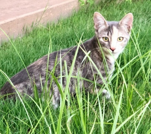 Rory, an adoptable Domestic Short Hair in Thatcher, AZ, 85552 | Photo Image 1