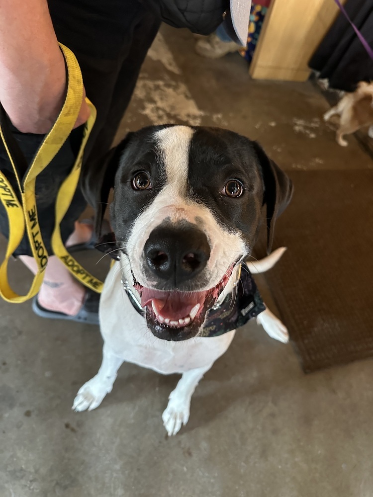 Missy, an adoptable Mixed Breed in Rapid City, SD, 57702 | Photo Image 1