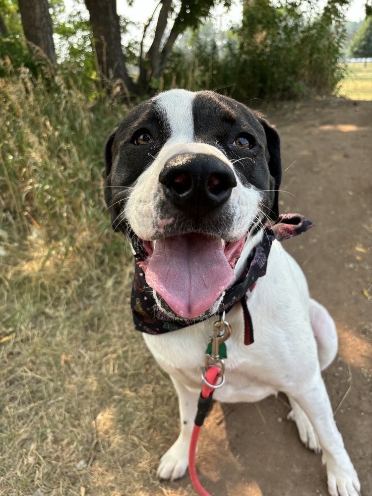 Missy, an adoptable Mixed Breed in Rapid City, SD, 57702 | Photo Image 2