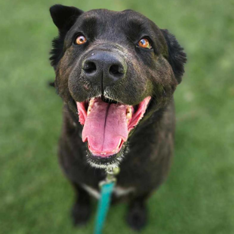 Saucy, an adoptable Labrador Retriever, Mixed Breed in Fort Collins, CO, 80526 | Photo Image 1