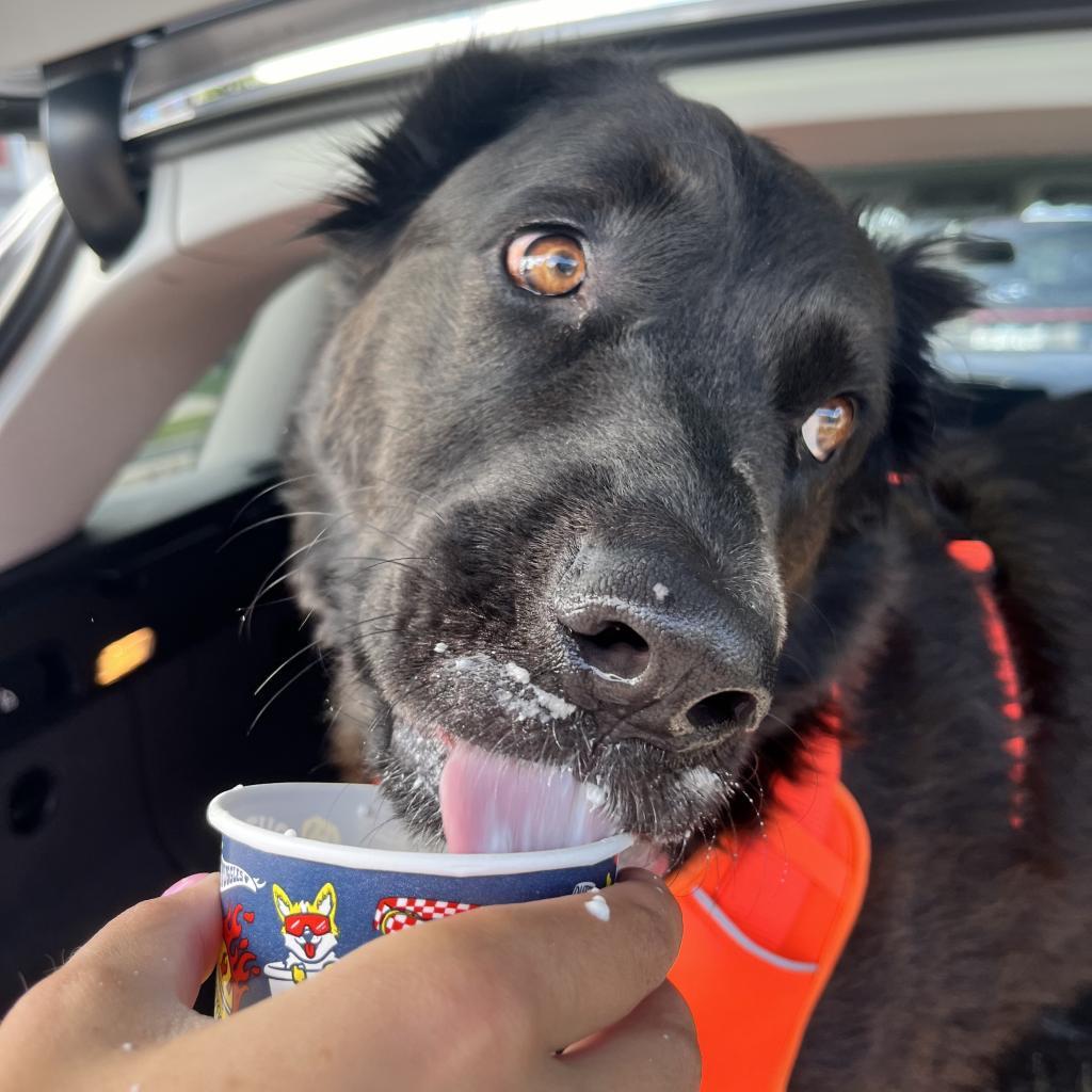 Saucy, an adoptable Labrador Retriever, Mixed Breed in Fort Collins, CO, 80526 | Photo Image 2