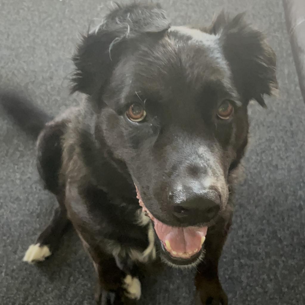 Saucy, an adoptable Labrador Retriever, Mixed Breed in Fort Collins, CO, 80526 | Photo Image 3