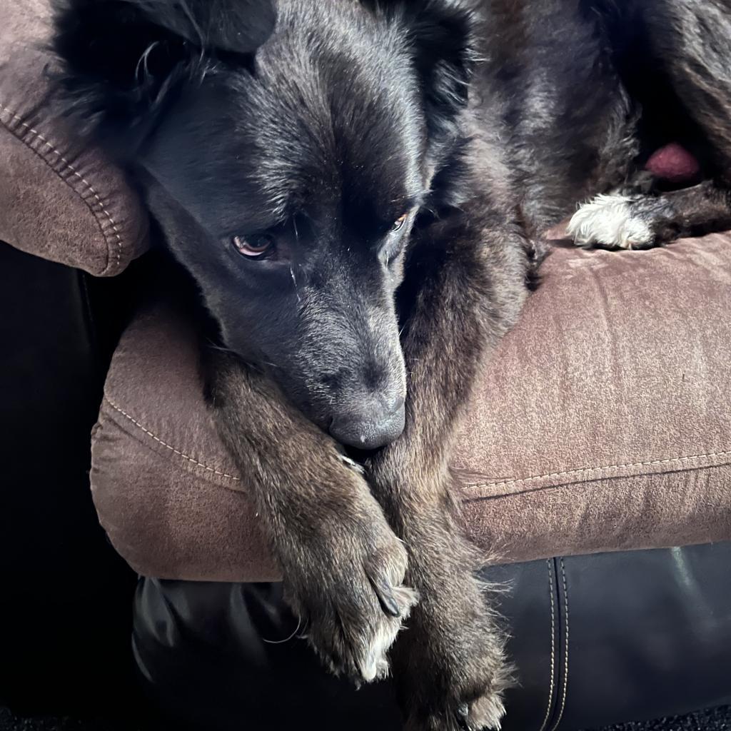Saucy, an adoptable Labrador Retriever, Mixed Breed in Fort Collins, CO, 80526 | Photo Image 3