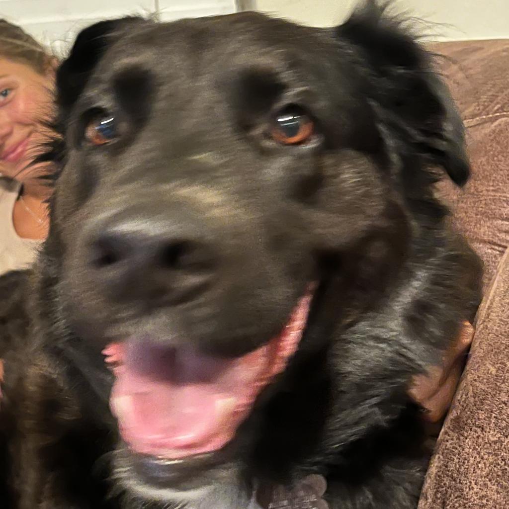 Saucy, an adoptable Labrador Retriever, Mixed Breed in Fort Collins, CO, 80526 | Photo Image 4