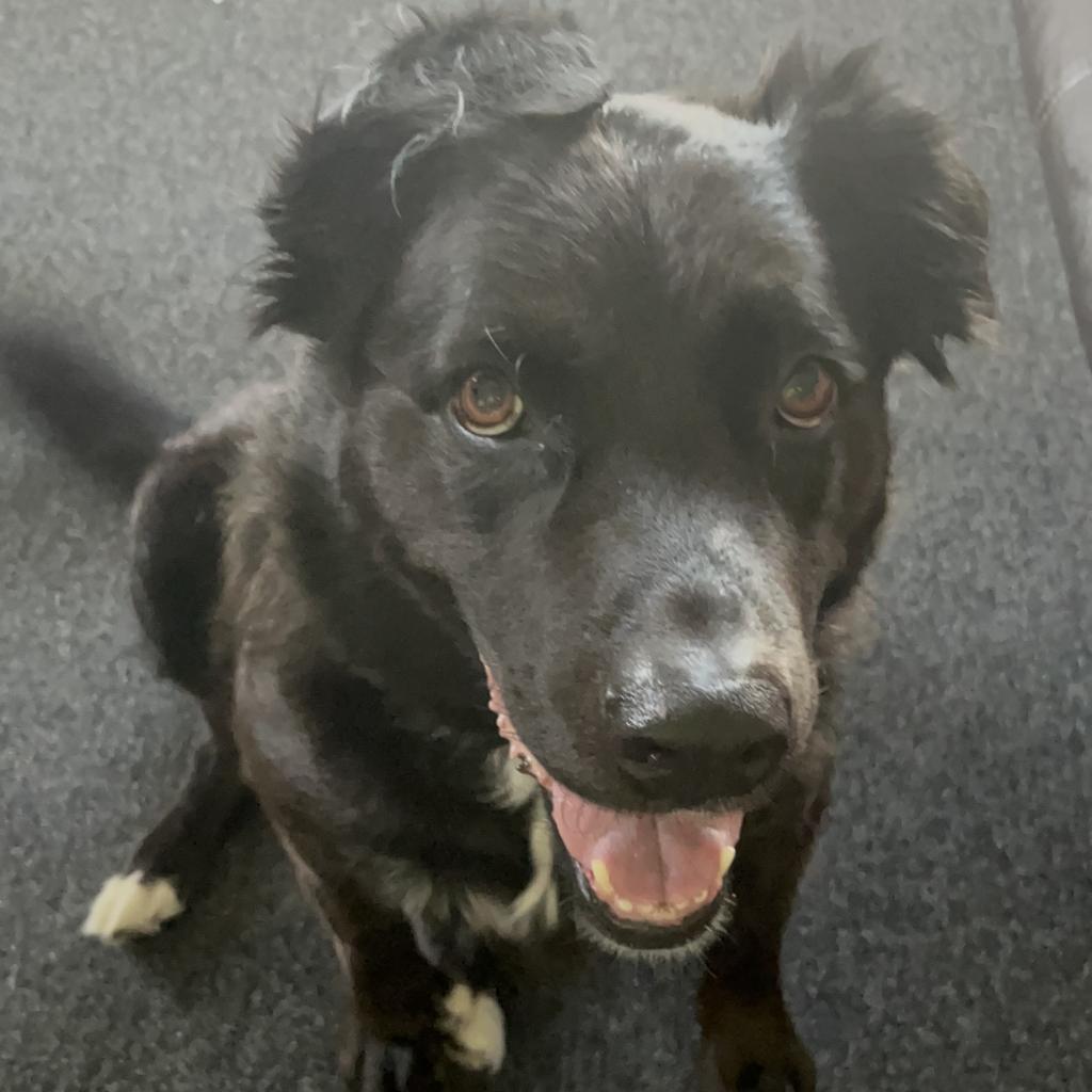 Saucy, an adoptable Labrador Retriever, Mixed Breed in Fort Collins, CO, 80526 | Photo Image 4