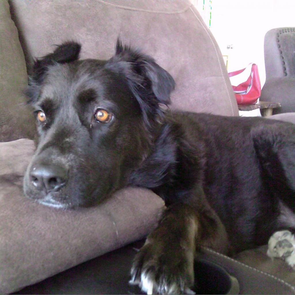 Saucy, an adoptable Labrador Retriever, Mixed Breed in Fort Collins, CO, 80526 | Photo Image 6