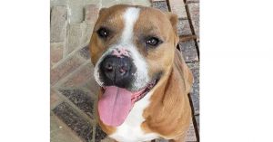 Brocho, Adult Male unknown