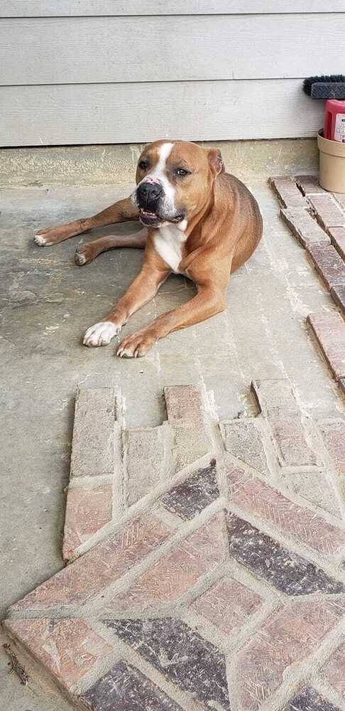 Brocho, an adoptable Mixed Breed in Scott, LA, 70583 | Photo Image 2