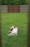 Brocho photo 3