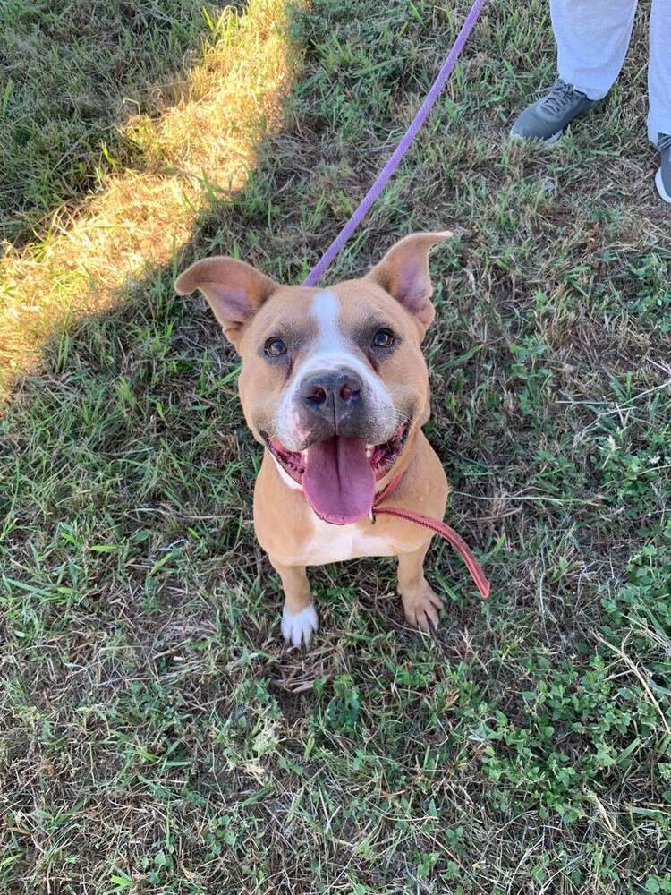 Brocho, an adoptable Mixed Breed in Scott, LA, 70583 | Photo Image 4
