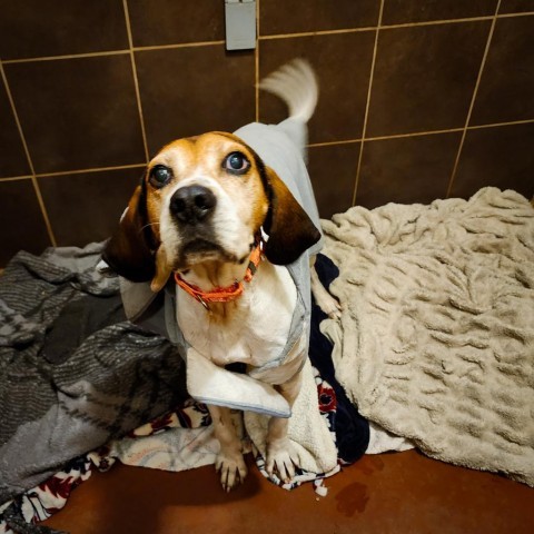 Jenner, an adoptable Hound in Glenfield, NY, 13343 | Photo Image 1