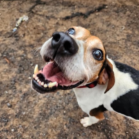 Jenner, an adoptable Hound in Glenfield, NY, 13343 | Photo Image 2