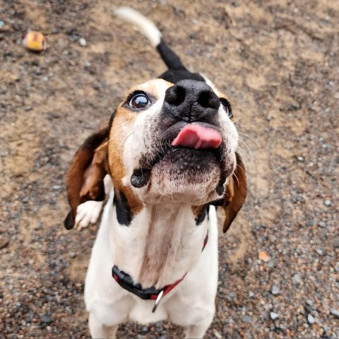 Jenner, an adoptable Hound in Glenfield, NY, 13343 | Photo Image 3