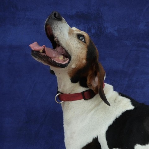 Jenner, an adoptable Hound in Glenfield, NY, 13343 | Photo Image 4