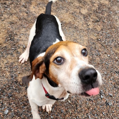 Jenner, an adoptable Hound in Glenfield, NY, 13343 | Photo Image 5