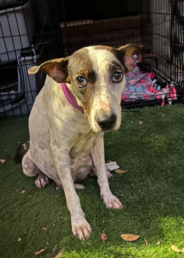 Serena, an adoptable Mixed Breed in San Juan de Abajo, NAY, 63732 | Photo Image 1