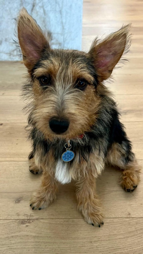 Jager, an adoptable Schnauzer, Yorkshire Terrier in San Juan de Abajo, NAY, 63732 | Photo Image 1